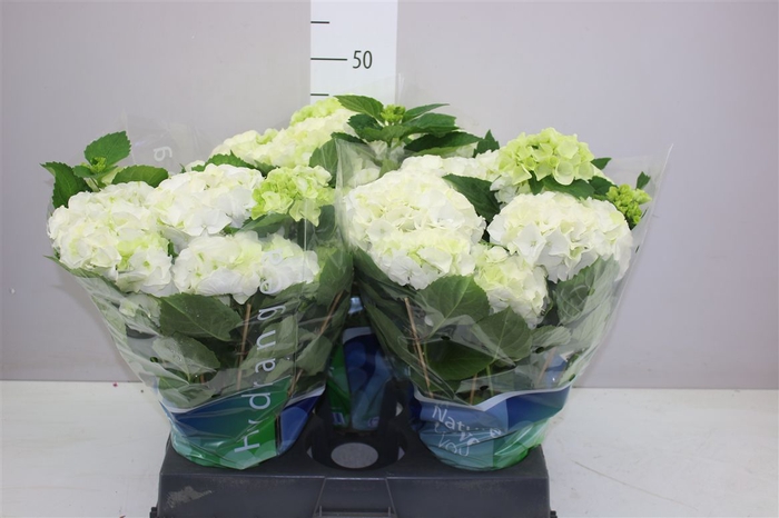 <h4>Hydrangea Wudu 11-12</h4>
