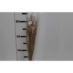 PLANTA SECA CAPIM DOURADO AMARELO 50CM