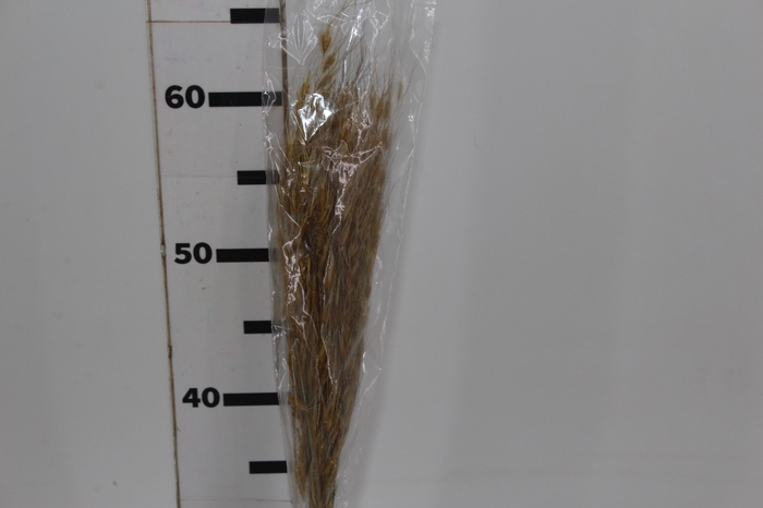 <h4>PLANTA SECA CAPIM DOURADO AMARELO 50CM</h4>