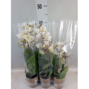 Phalaenopsis multi.   ...white