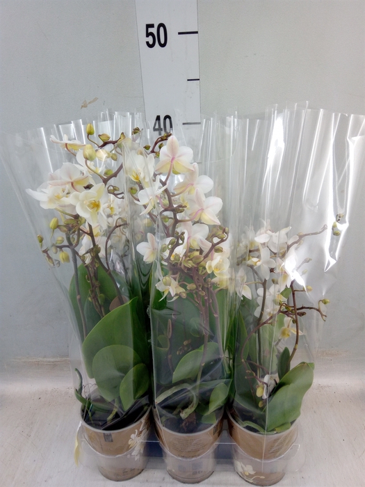 <h4>Phalaenopsis multi.   ...white</h4>