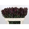 Leucadendron Saf Sunset Dark Red