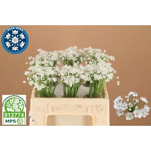 ALLIUM FLOCON