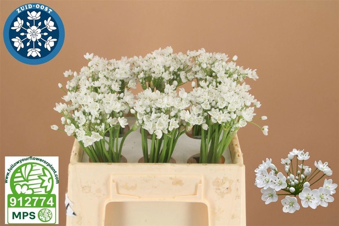 <h4>ALLIUM FLOCON</h4>