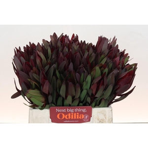 Leucadendron Saf Sunset Dark R.