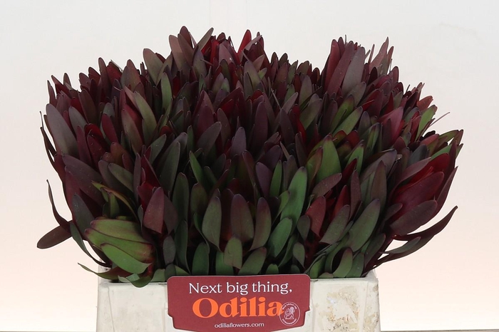 <h4>Leucadendron Saf Sunset Dark R.</h4>