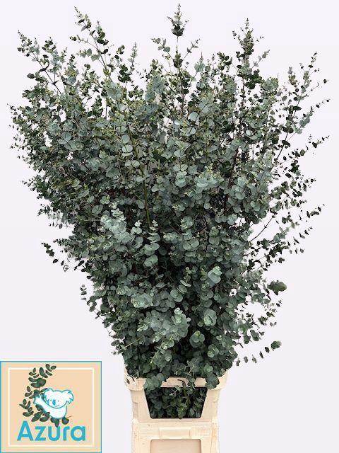 <h4>EUCA GU AZURA</h4>