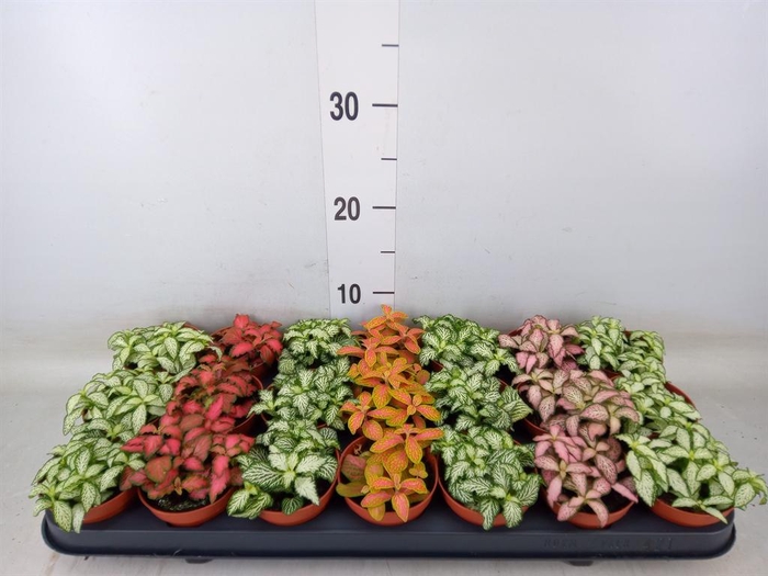 <h4>Fittonia   ...mix 7</h4>