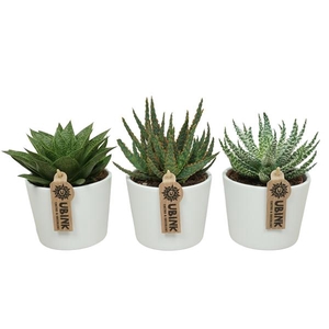 Aloe gemengd