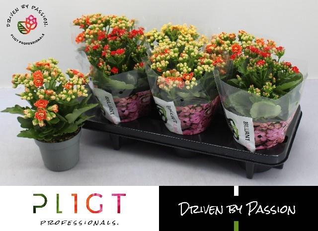 <h4>KAL GE GROOTB GEM</h4>