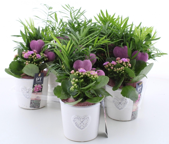 <h4>ARR KAMERPL</h4>