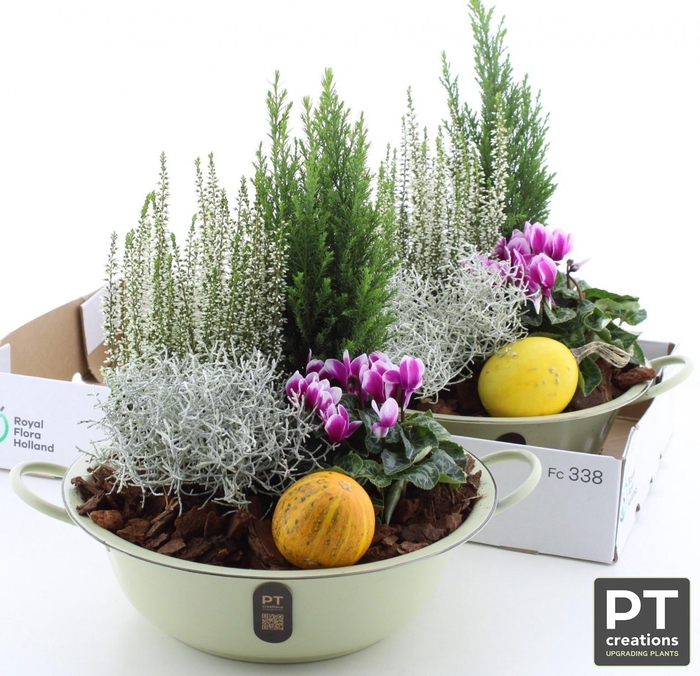 <h4>ARR TUINPLANTEN</h4>