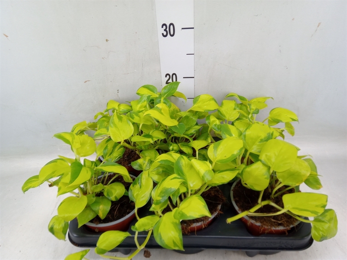 <h4>Philodendron scand.</h4>