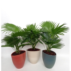 LIVISTONA ROTUNDIFOL