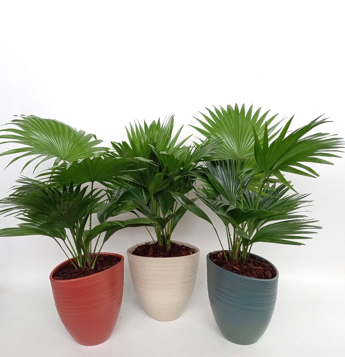 <h4>Livistona in Avani Pearl mix kleuren</h4>