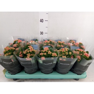 Kalanchoe blos. 'Serenity lght Red'