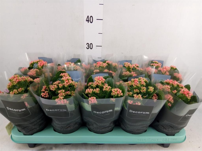 <h4>Kalanchoe blos. 'Serenity lght Red'</h4>