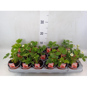 Fragaria ananassa 'Ostara'