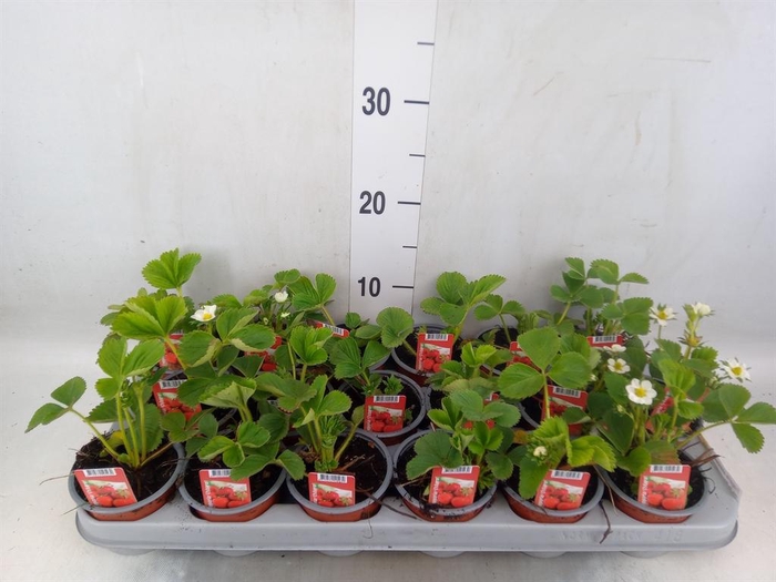 <h4>Fragaria ananassa 'Ostara'</h4>