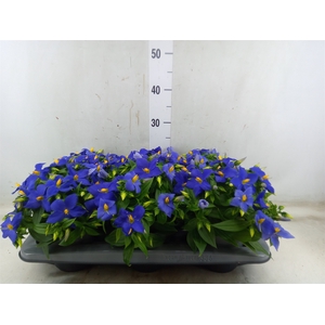 Exacum trinervium 'Sapphire'