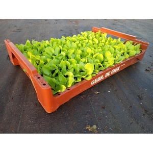 de Gier Groenteplanten 018 Bladgewas Sla (glas) - 140 planten