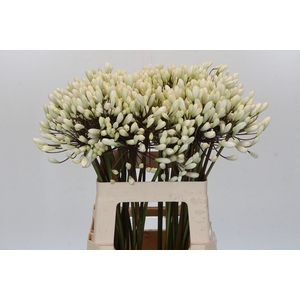 Agapanthus  'Barcelona'