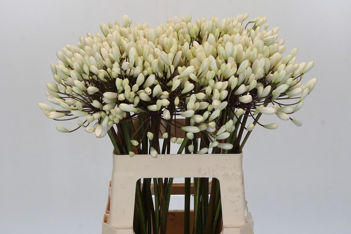 <h4>Agapanthus  'Barcelona'</h4>