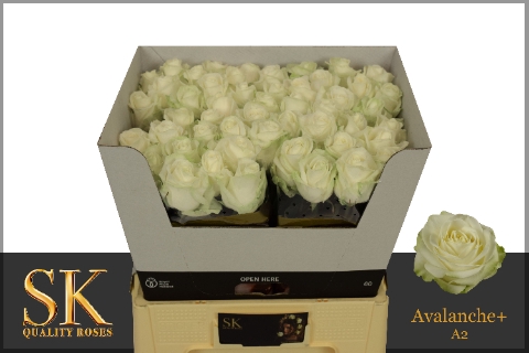 <h4>R GR AVALANCHE+ 22222</h4>