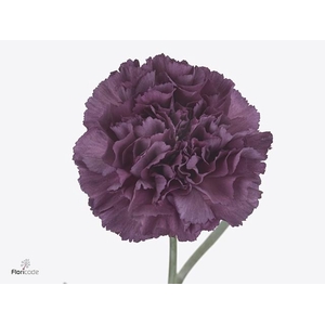 Dianthus st extasis