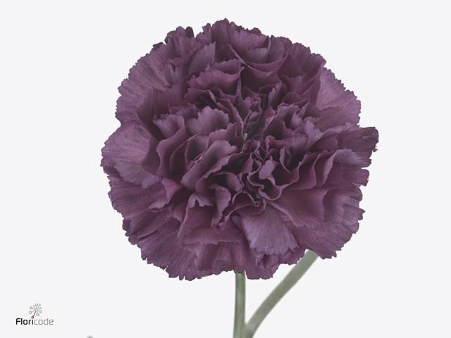 <h4>Dianthus st extasis</h4>
