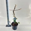 Hydrangea anomala petiolaris