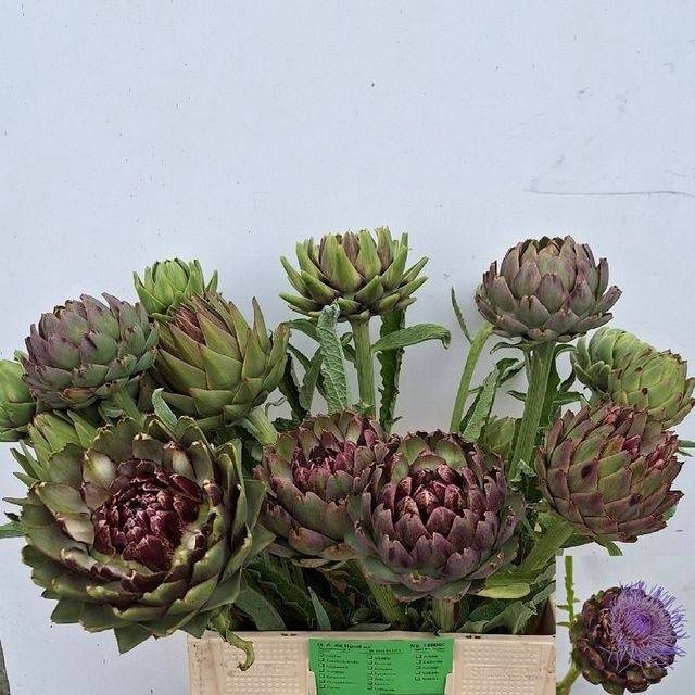 <h4>CYNARA SC GREEN GLOB</h4>