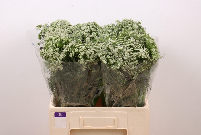 <h4>AMMI VIS CASABLANCA</h4>