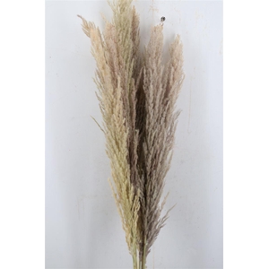 Dried Pampas Gras Naturel ( 8 Stem) Bunch