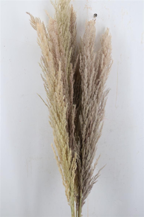 Dried Pampas Gras Naturel ( 8 Stem) Bunch