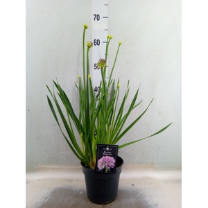 Allium  'Millenium'