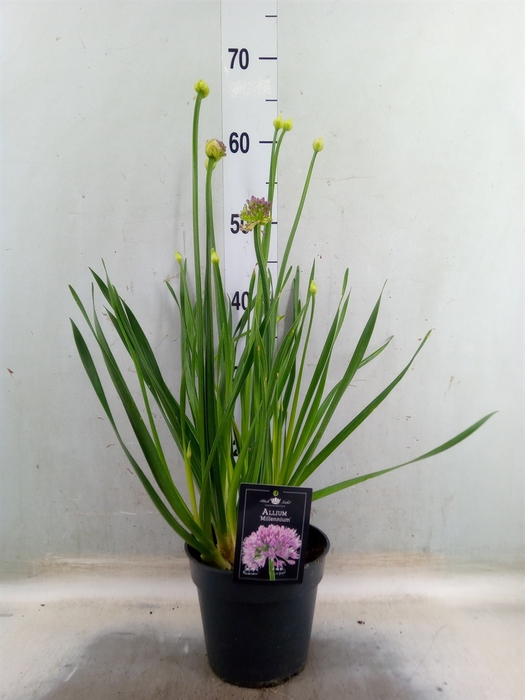 <h4>Allium  'Millenium'</h4>