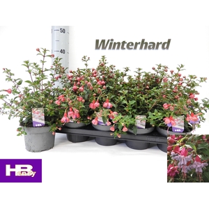 FUCHSIA HEIDI ANN