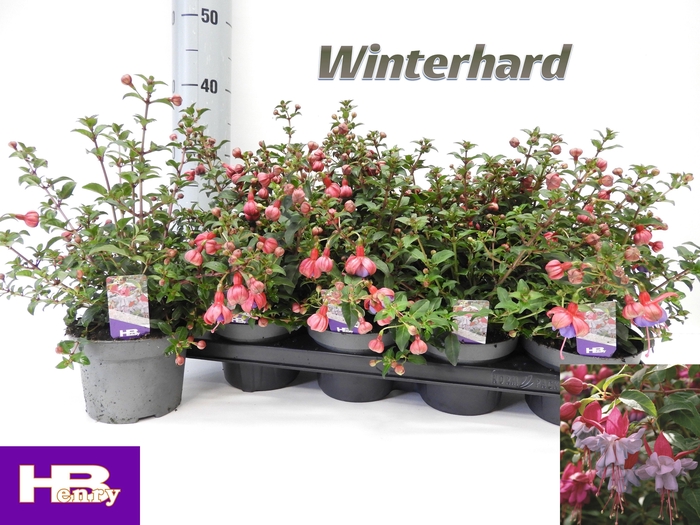 <h4>FUCHSIA HEIDI ANN</h4>