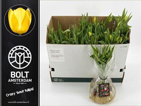 <h4>Tu En Strong Gold</h4>