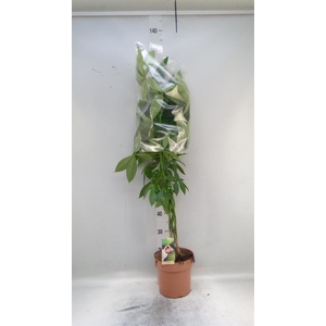Pachira aquatica