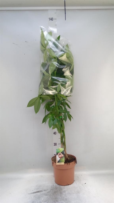 <h4>Pachira aquatica</h4>
