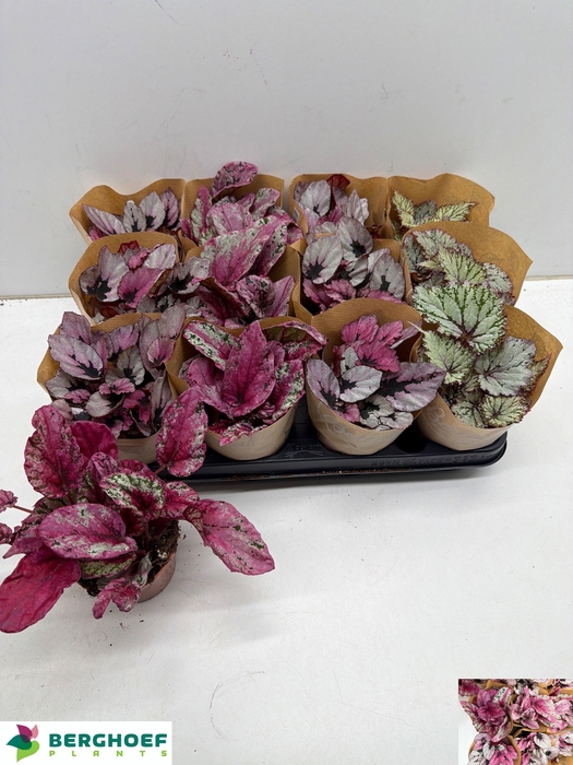 <h4>BEG BEL GEM</h4>