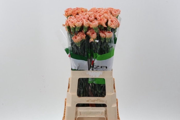 <h4>Di St Goldy</h4>