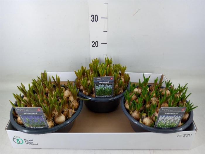 <h4>Muscari ...mix 3</h4>