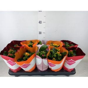 Kalanchoe blos.   ..mix tweekleurig
