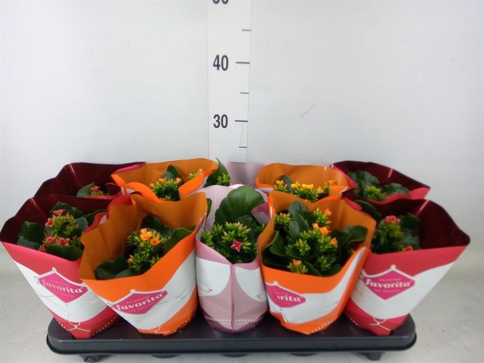 <h4>Kalanchoe blos.   ..mix tweekleurig</h4>