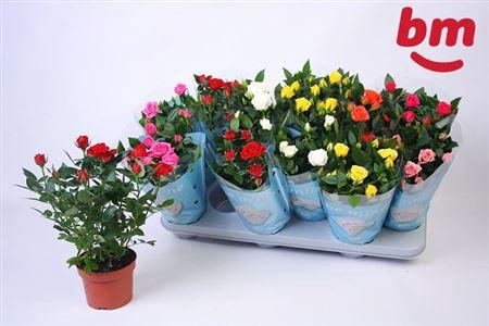 <h4>Ro B Monde Gem 7 Srt</h4>