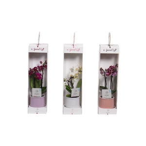 Valencia Mix Tiny Dolls Mix 2T10+ Aqu@ in Giftbox