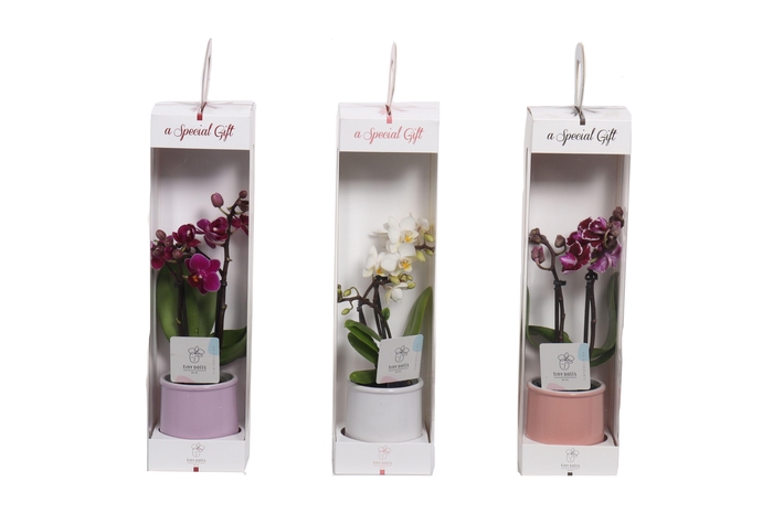 <h4>Valencia Mix Tiny Dolls Mix 2T10+ Aqu@ in Giftbox</h4>